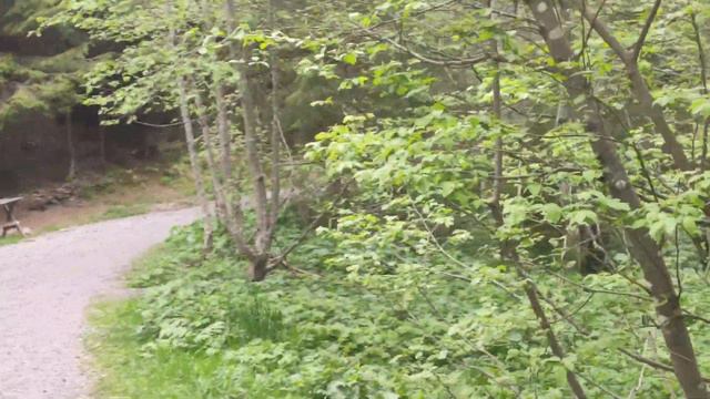 Крупнейшее по плошади горное озеро в Украине. Озеро Синевир в июне 2023#ukraine #lake-synevyr смотреть онлайн