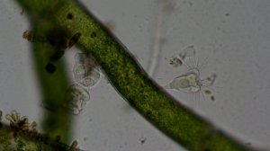 Что кроется в паре капель воды.