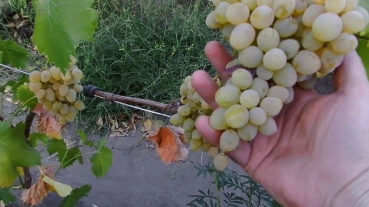 Виноград плевен и зарево, первый опыт.