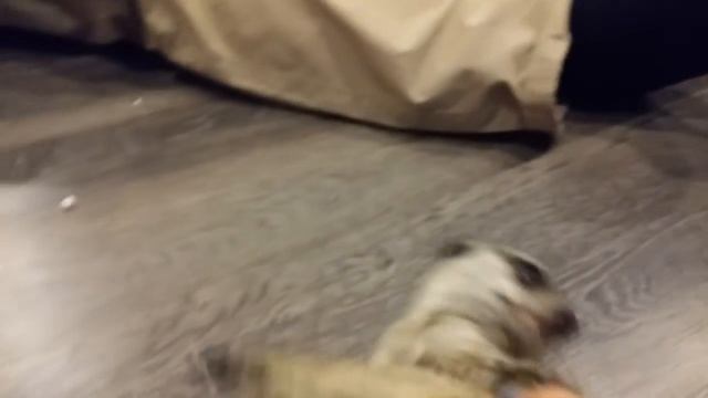 Будни домашнего суриката Пряни. Meerkat in home. смотреть онлайн