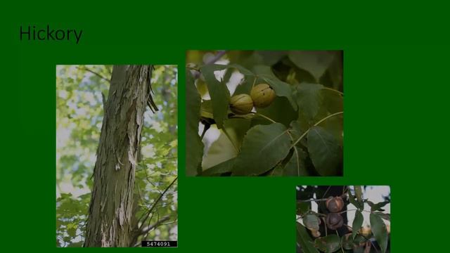 Native Uses of Nature's Bounty смотреть онлайн