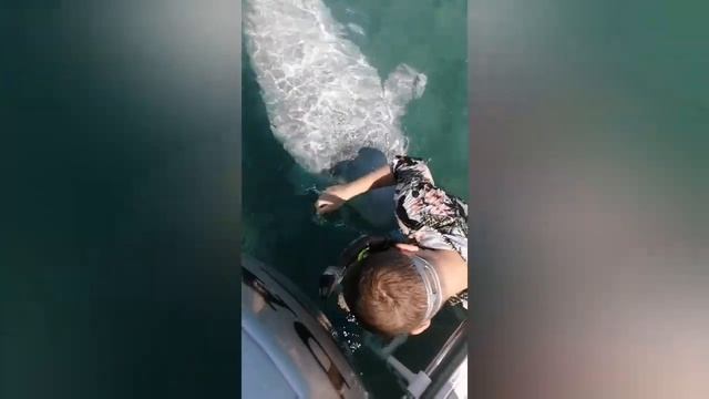 Владивосток, белуха играет с детьми. смотреть онлайн