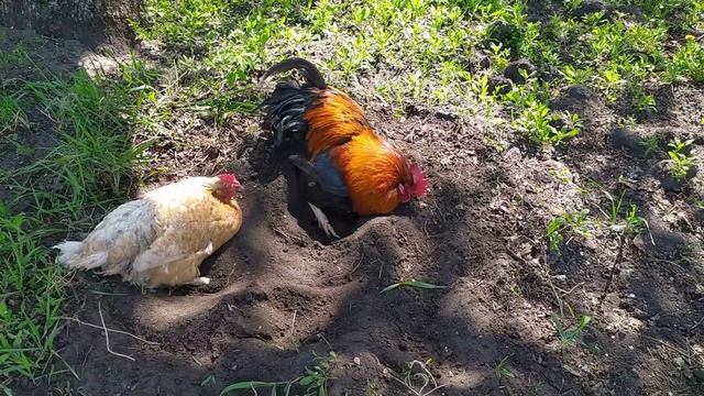КОШКИ ЕДЯТ ТРАВУ, А КУРЫ КУПАЮТСЯ ВЕСНОЙ. смотреть онлайн