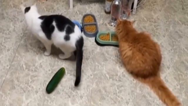 Почему коты боятся огурцов смотреть онлайн