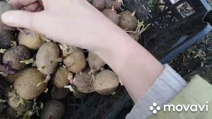 Картофель. Когда сажать и как отбирать? #картофель#семенной_картофель#срокпосадкикартофеля