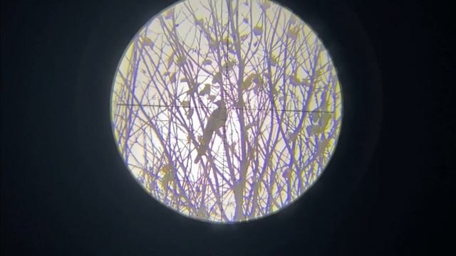 Отпуск 2 отстрел Ворон Кроухантинг. Crow Hunting 2023.#15