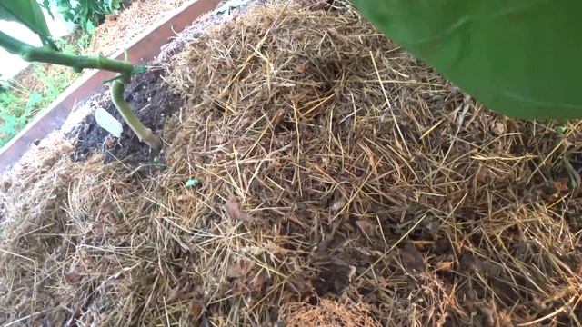 У перца листья лодочкой, что делаю Цветёт кливия снова смотреть онлайн