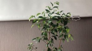 Тайный секрет ухода за фикусом. Как заставить расти новые листья