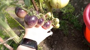 Томат Черника или Голубика, обзор сорта, характеристики, очень вкусный среди черных томатов