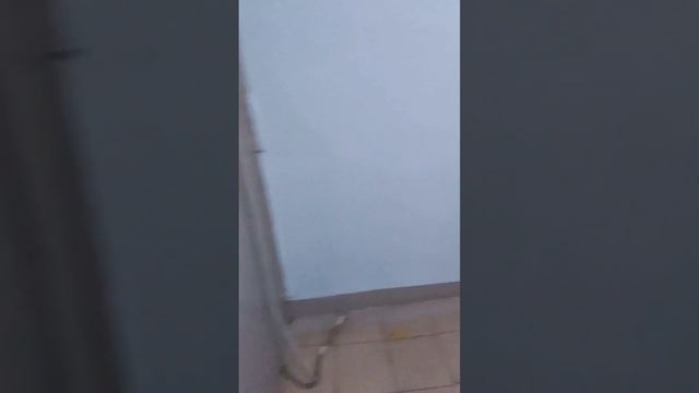 Умная собака грифон. Пти-брабансон #собаки #питомцы