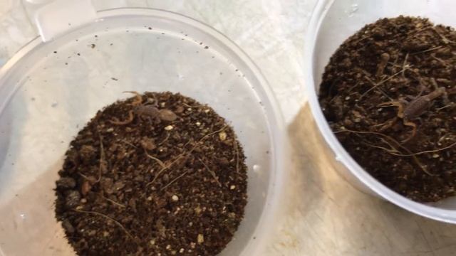 Маленькая ночная лекция о скорпионах... смотреть онлайн