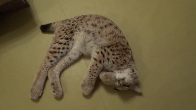 Домашняя Рысь Симба: Охота на духи. смотреть онлайн