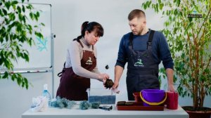 ГОЛУБАЯ ЕЛЬ ЧЕРЕНКОВАНИЕ | УКОРЕНЕНИЕ ЕЛИ | ГОЛУБАЯ ЕЛЬ РАЗМНОЖЕНИЕ ЧЕРЕНКАМИ