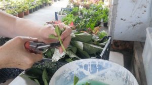 Новый препарат для укоренения черенков гортензии. Эксперимент