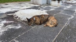 Cha Capella 12 hours loop