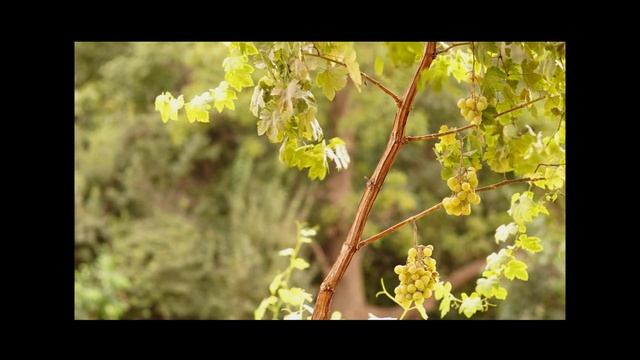 Sony Nex 6 Video sample by HamaiBaran смотреть онлайн