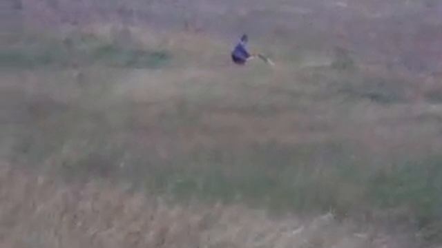 grillo g85,gf2 смотреть онлайн