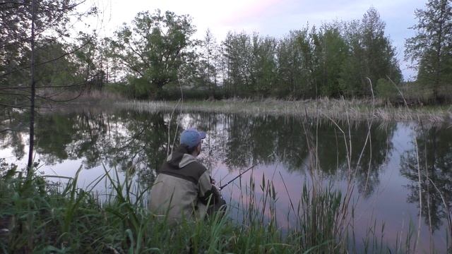 Уклейки гнут крючки и ломают удилище. Рыбалка с собаками. Бобры сгрызли Луну. Рыбалка с лайками смотреть онлайн