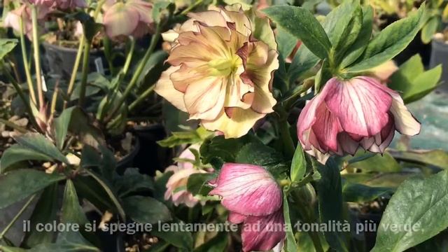 Helleborus orientalis e niger - Ellebori смотреть онлайн