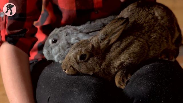 Low Maintenance Pets for Beginners смотреть онлайн