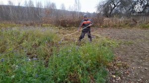 Разобрался с фацелией. Уборка. Культивация.