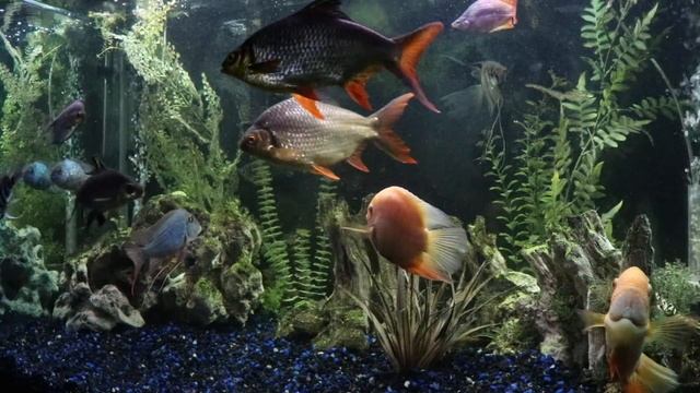 Fish Tank Showdown: 150 Gallon vs 125 Gallon! смотреть онлайн