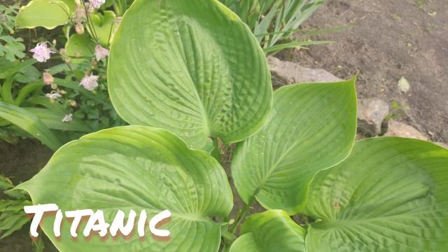 Хоста Titanic смотреть онлайн