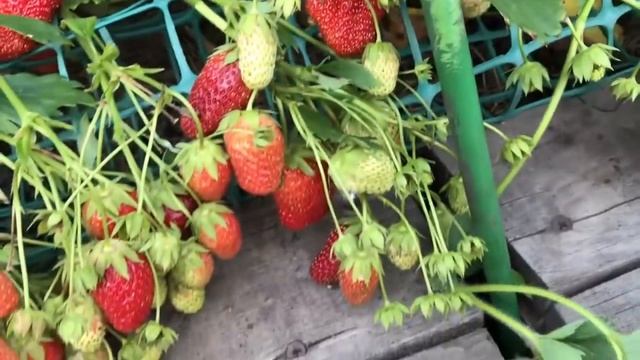 100% защита ягод клубники от серой гнили