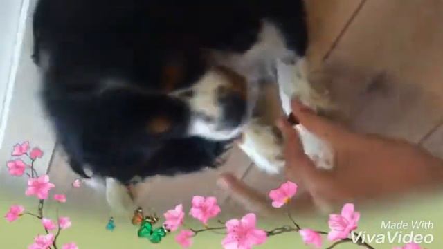 Как научить собаку: сидеть, дай лапу и лежать. Обучение 3 командам🐶🐕🐾🐩 смотреть онлайн