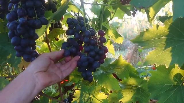 Виноград Незабудка киш миш Калугина В.М. 🍇🍇🍇 Видео от автора. смотреть онлайн