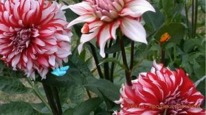 Георгина декоративная Санта Клаус 🌿 обзор: как сажать, луковицы георгины Санта Клаус