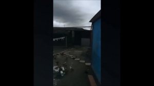 Редкие КАДРЫ . Бой Широкохвостых бакинских Голубей в ЧЕЧНЕ / Baki göyercinleri ( Хусейн Хамстханов