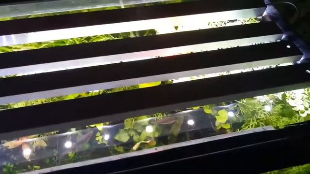 Мой Аквариум 1 месяц после запуска смотреть онлайн