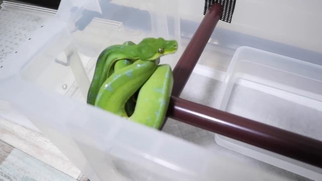 新しいヘビを飼い始めました смотреть онлайн