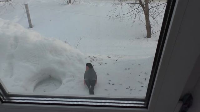 Снегирь против синиц. Снегирь против снегирей. Свиристель.