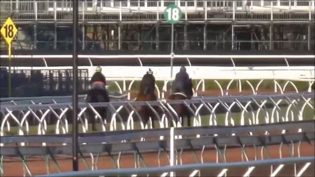 Encosta de Lago - Laureldean Dream colt, 16th October смотреть онлайн