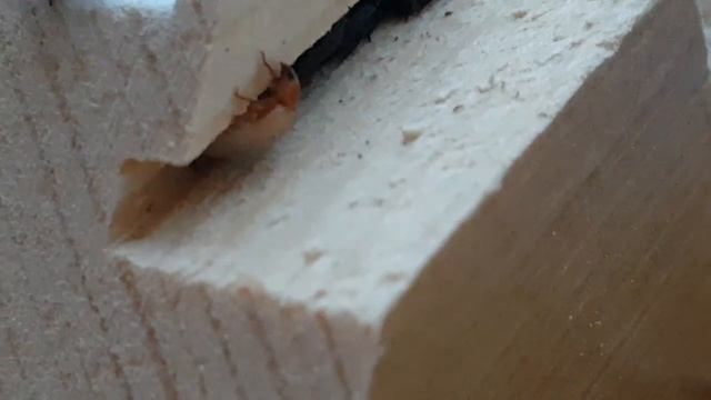 Жук знахарь