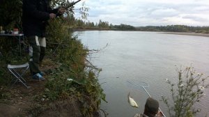 Рыбалка на р.Чулым. Судак ,налим, лещ удочки в дугу.