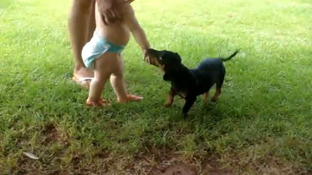 lavinia e o cachorro смотреть онлайн