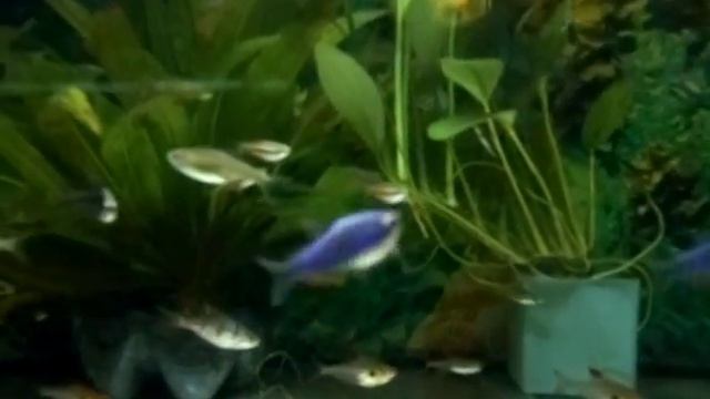 Керри супер блю смотреть онлайн