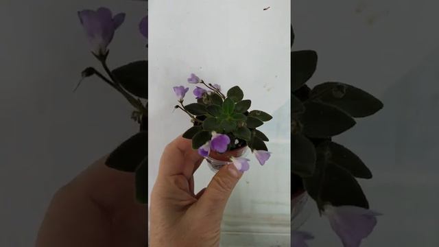 Фиалка микромини ЛЕ-Мускари. #фиалки #miniature #violets #сенполия #минисенполии смотреть онлайн
