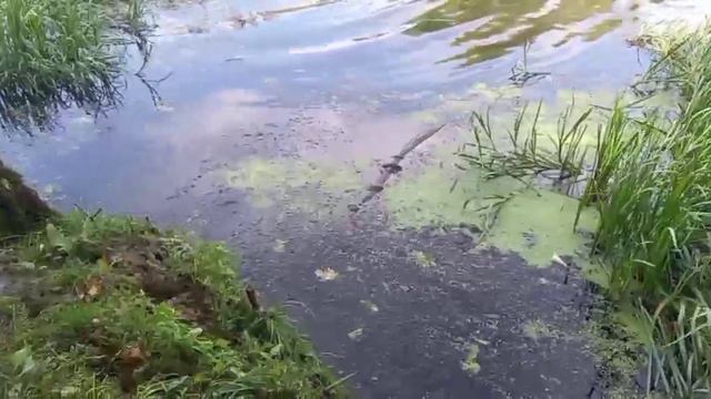 р. Сейм. Курск. А как вы боретесь с тиной?) смотреть онлайн