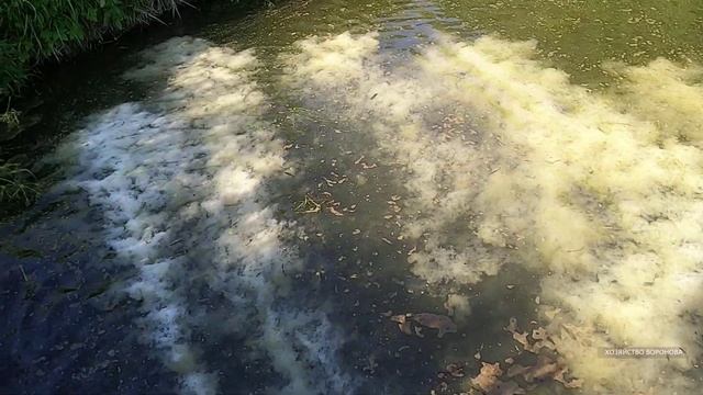 Вода в пруду забурлила и вот-вот испортится. Срочно известкую водоём смотреть онлайн