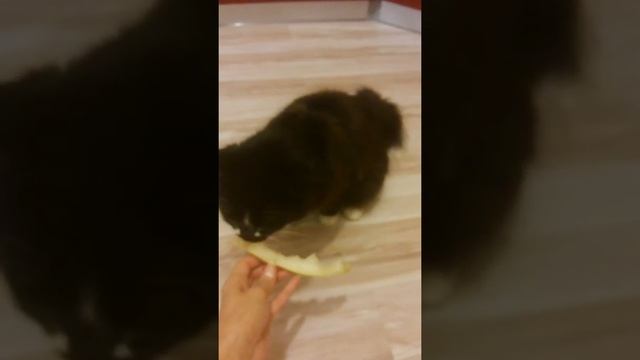 ЗАБАВНЫЕ коты. Что необычного едят коты. смотреть онлайн