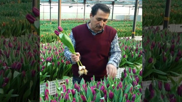 Сорт тюльпана "Purple Prince". Тепличный комплекс "Южный Полевод". Оптовая продажа тюльпана. смотреть онлайн