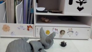 Полина и её жив животные