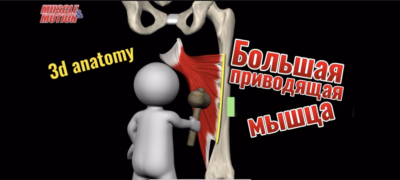 Большая приводящая мышца. 3d anatomy смотреть онлайн