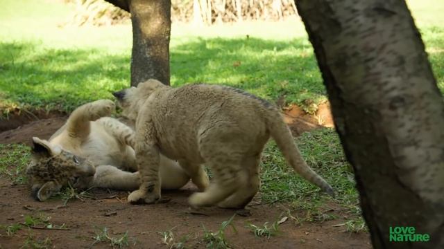 Real-Life ‘Fox And The Hound’ | Oddest Animal Friendships смотреть онлайн