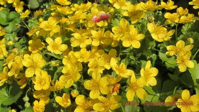 Вальдштейния обыкновенный Вильсона ? обзор: как сажать, саженцы вальдштейнии Вильсона смотреть онлайн