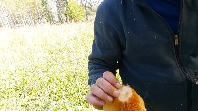 По моим местам за грибами. Гигантские Опята. смотреть онлайн